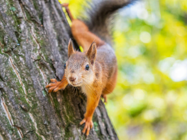 istock Portrait of a squirrel on a tree trunk 2171083385