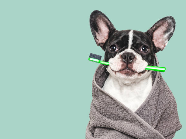 istock Cute puppy, towel and toothbrush. Studio shot 2171083754