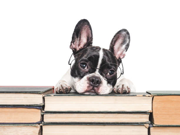 istock Cute puppy and old books. Studio shot 2171084160