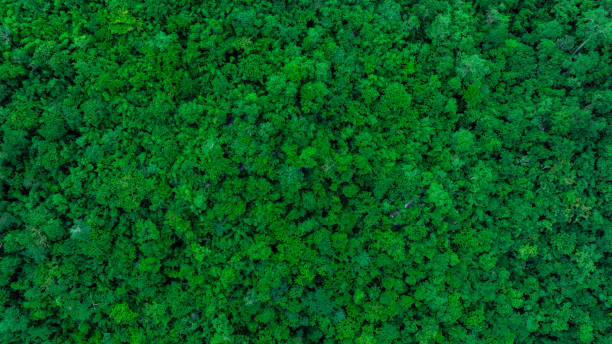 istock Aerial view of mixed forest, deciduous trees, greenery and waterfalls flowing through the forest. The rich natural ecosystem of rainforest concept is all about conservation and natural reforestation. 2171084766