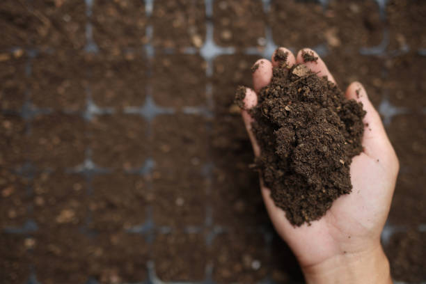 istock preparing seedling tray with soil for growth 2171085419