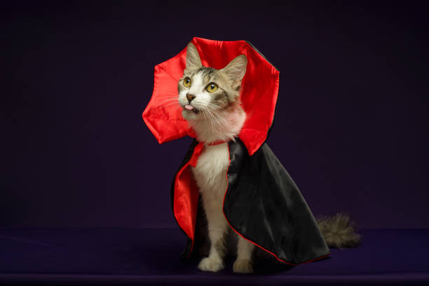 istock Cat in vampire costume for Halloween celebration. Purple background with copy space. 2171085521