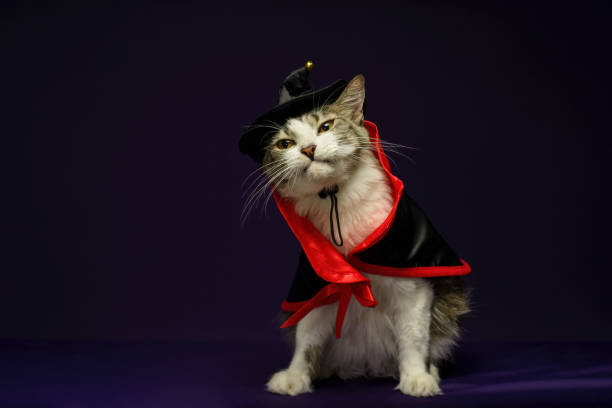istock Cat in witch costume for Halloween celebration. Purple background with copy space. 2171085523