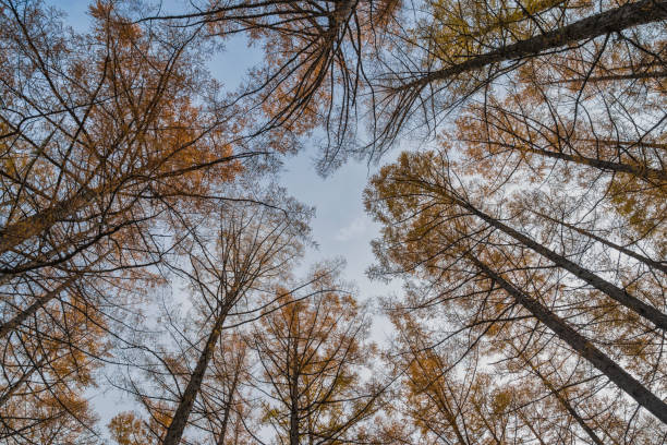 istock Autumn foliage leaf nature landscape looking up sky under pine tree 2171085740