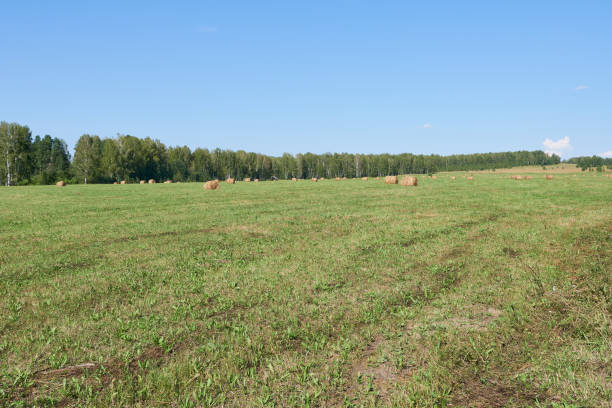 Field in sunny weather. Harvesting hay.