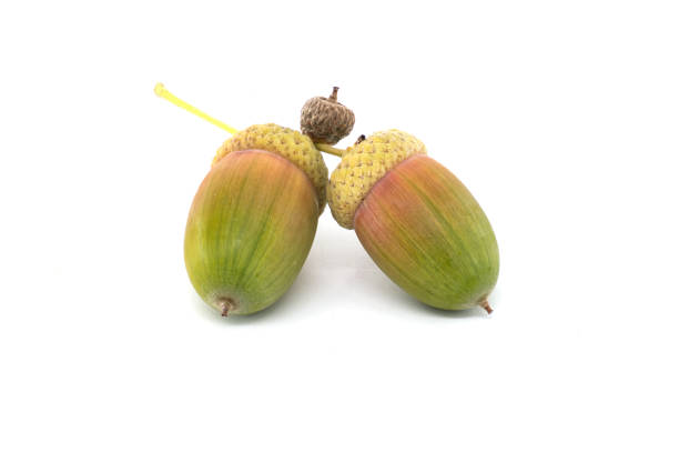 Detailed image of an two fresh acorns isolated on a white background. Perfect for nature, autumn themes, and educational purposes