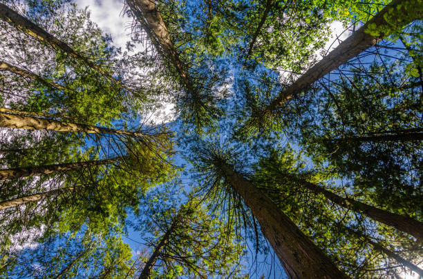 istock Vertical view of large old pine trees canopy in a dense  forest 2171092578
