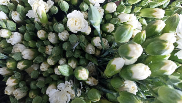 istock Bunch of white peony flowers background. 2171093665