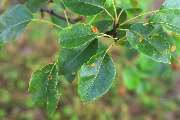 A farmer examines disease-damaged leaves of a fruit tree.