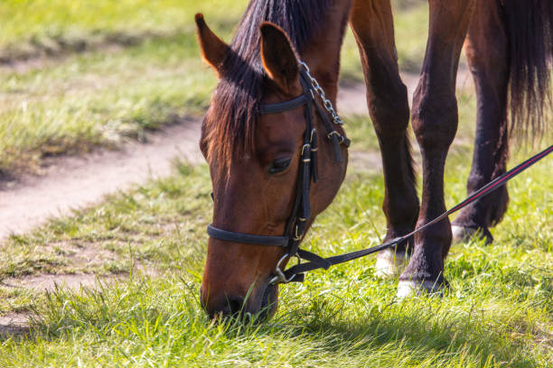 A beautiful chestnut colored horse grazes in a grassy field, at the venue of a wedding celebrating the marriage of a gay couple.