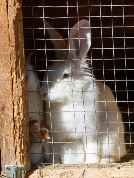 istock Rabbits are sitting in a cage on a farm 2171094645