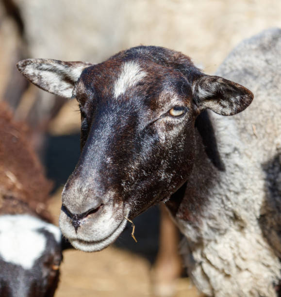 istock Portrait of a ram on a farm 2171094670