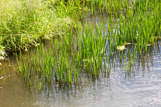 istock Green reeds grow on the river in summer 2171094906