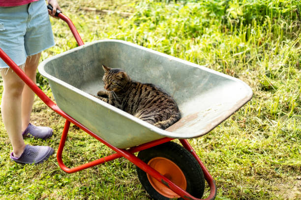 A funny cat has climbed into a garden wheelbarrow and is lying in it.