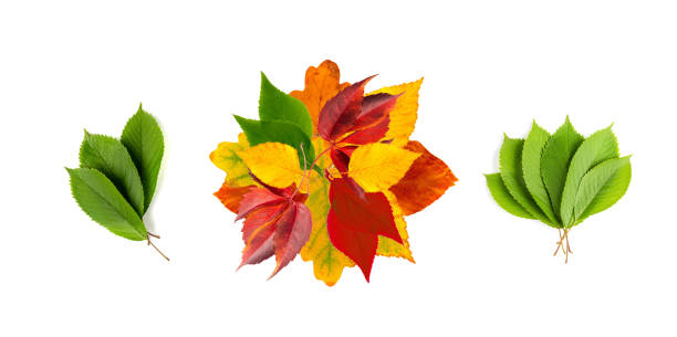 Autumn Leaf Round Frame Isolated, Fall Leaves Border, Colorful October Pattern, Autumn Leaf Texture on White Background Top View
