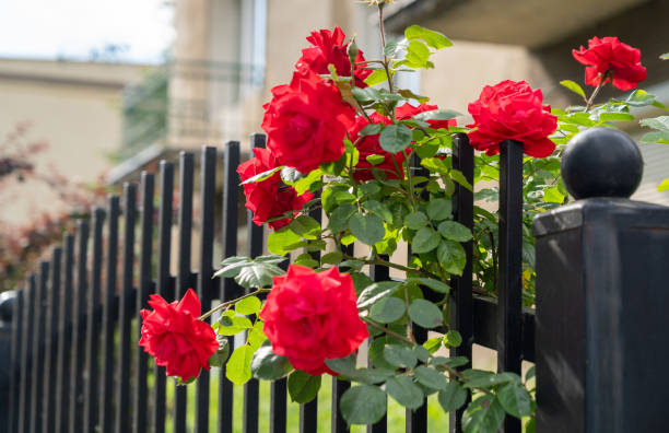 istock Red roses, blooming rose shrubs along a fence, vibrant petals striking visual display, perfect garden 2171098335