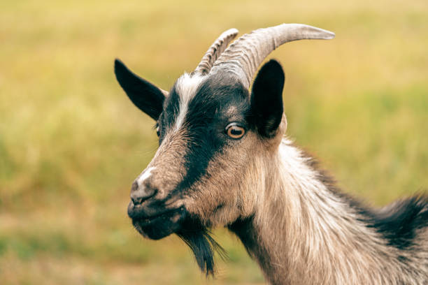 istock goat's head with distinct markings grazing in a sunny pasture during the day 2171099621