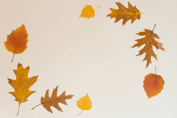 istock Autumn flat lay background on beige 2171099943
