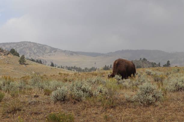 istock Lone bison grazing in an open field with rolling hills and cloudy sky. 2171101623