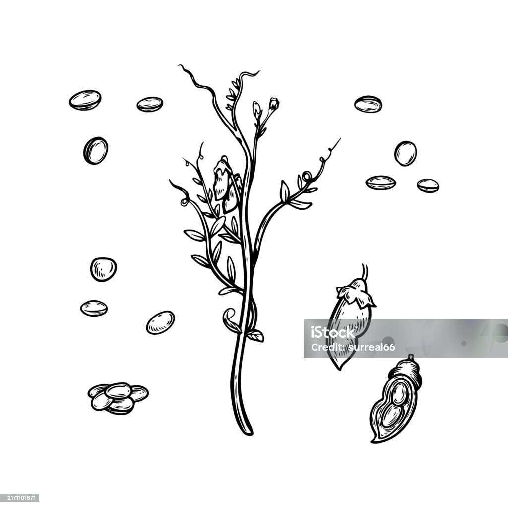 Letil Draw Lentils Plant And Seeds Line Drawing Vector Illustration Stock ...