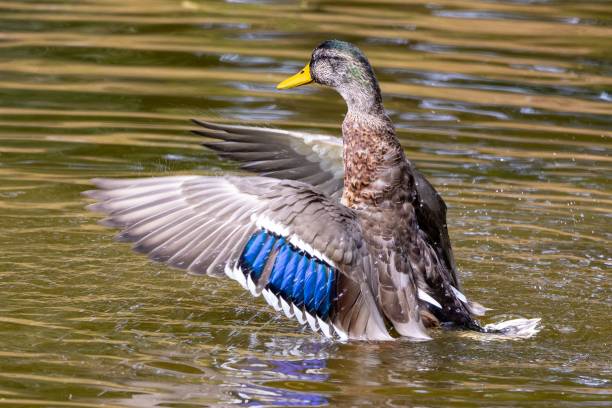 istock Duck flapping wings on a calm lake 2171101909