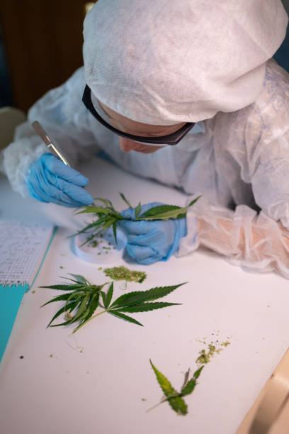 istock A dedicated scientist is meticulously analyzing cannabis leaves in a stateoftheart laboratory 2171102095
