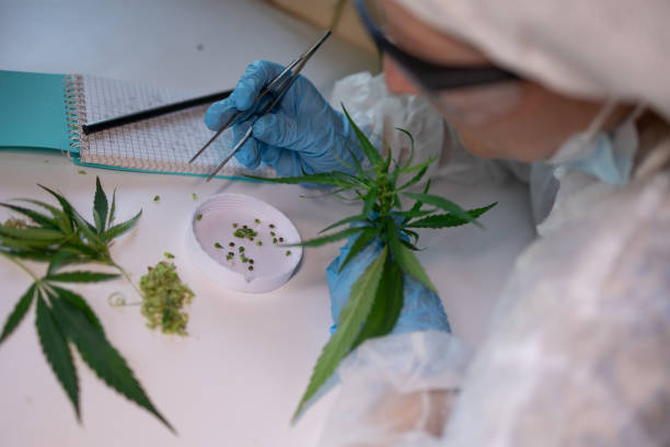 istock The Study and Analysis of Cannabis in a Controlled and Regulated Research Environment 2171102178