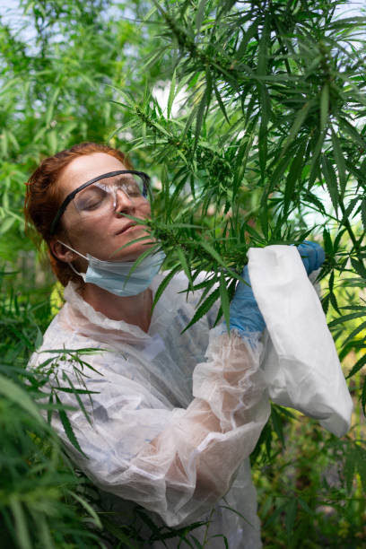 istock A dedicated researcher is analyzing various plants thriving in a greenhouse for purposes 2171102330