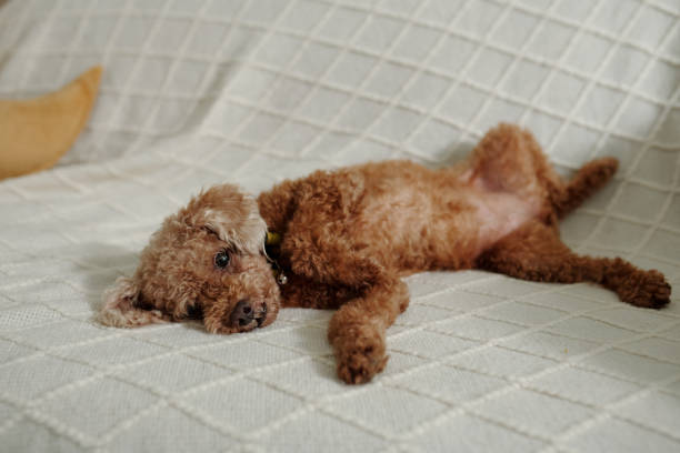 Cute little dog lying and resting on sofa in the room