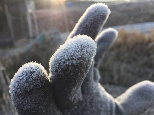 A frosted glove on a winter morning