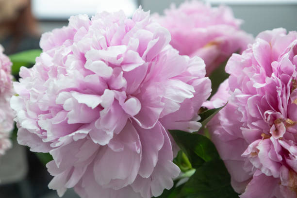 istock beautiful pink peony Myra McRae  flower. Closeup. Blurred background 2171104135