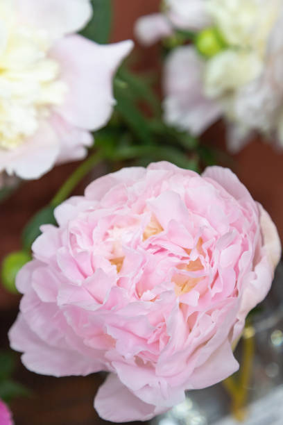 istock beautiful pink peony Albert Crousse flower. Closeup. Blurred background 2171105152