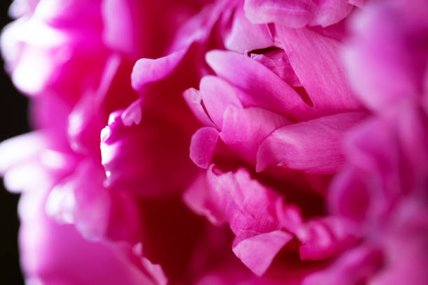 istock peony petals in a bud close-up 2171105417