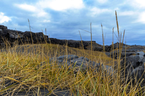 A field of tall grass with a cloudy sky in the background. There are volcanic rocks on the ground