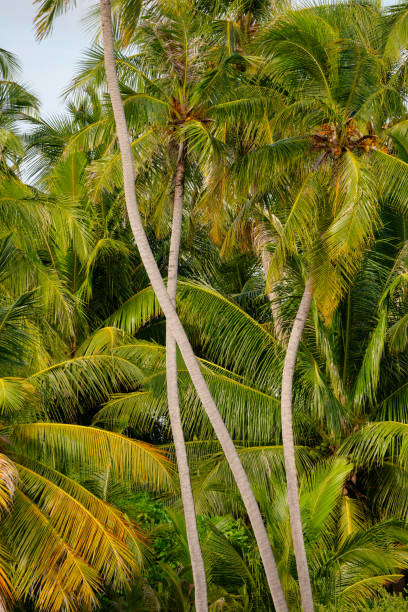 istock Palm Trees And Tropical Scenery 2171112203