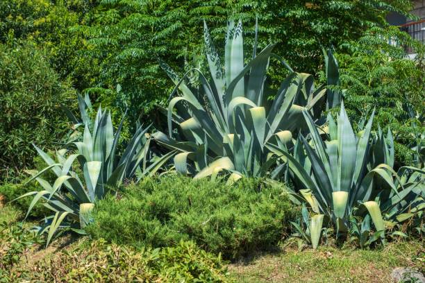 istock Agave plants in a lush green garden 2171112621
