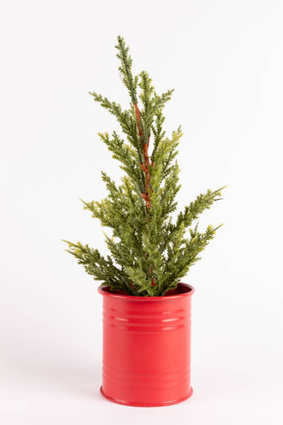 istock Miniature christmas tree on metal red pot isolated on white background 2171114831