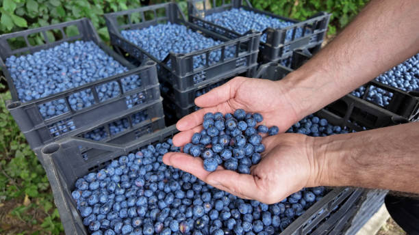 istock Farmer picking fresh blueberries on a farm. 2171117507