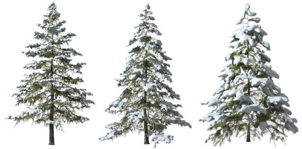 istock Winter trees pine snow frosted cover cutout white background 3d rendering 2171118385