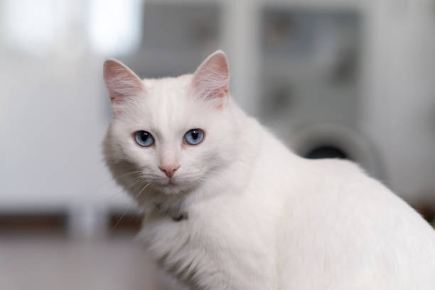 istock The white cat with blue eyes gazes intently, exploring its serene indoor environment filled with soft light 2171119122