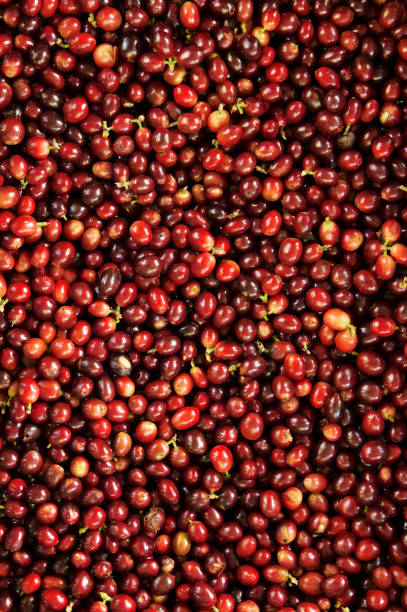 istock close up of fresh coffee beans 2171119428