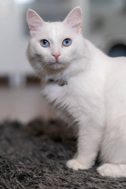 A stunning white cat with bright blue eyes rests on a plush rug, creating a serene indoor ambiance in the house