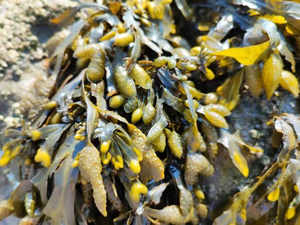 istock Macrophotography of seaweed. 2171122398