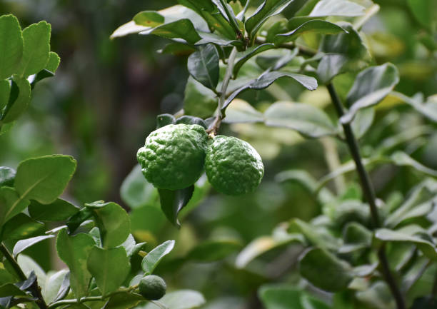 istock Kaffir lime is a kaffir lime that is on a green tree. 2171122403