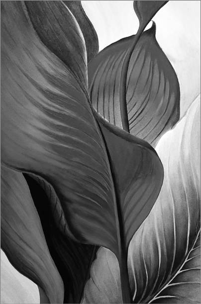 istock Red Banana leaves 2171125144