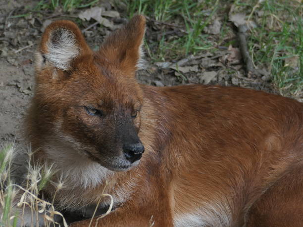 istock Dhole, Auvergne animal park 2171125673