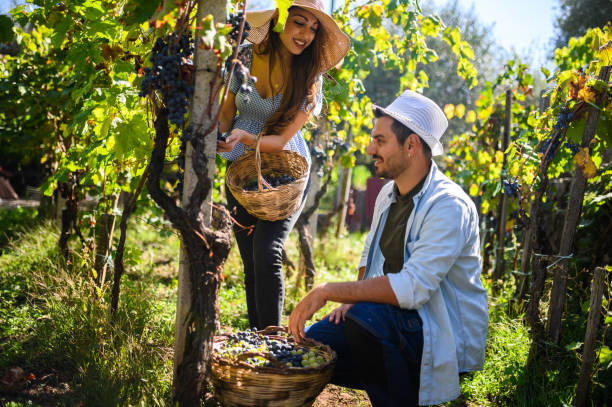 istock Young couple harvesting grapes in vineyard using sustainable farming practices 2171127980