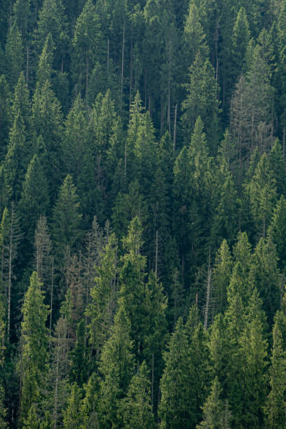 istock Pine in the Carpathian mountains. Green forest nature 2171128135