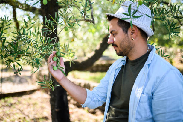istock Young farmer is checking and controlling the olives in his orchard 2171129997