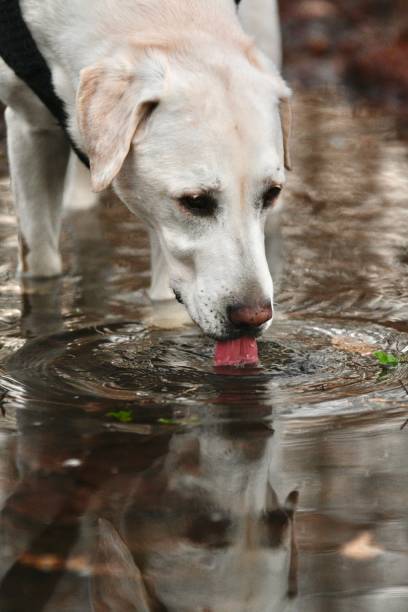 Cão de raça pura Labrador bebe água de uma poça na floresta Cão de raça pura Labrador bebe água de uma poça na floresta da Toscana no outono, inverno bactérias intestinais fotos de stock, fotos e imagens livres de direitos autorais